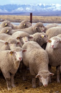 Create Your Own Social Strategy, Don't Be Part of the Flock